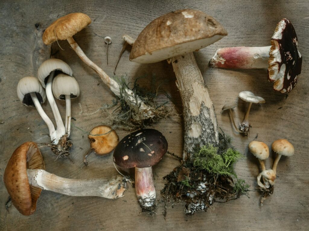 Functional Mushies