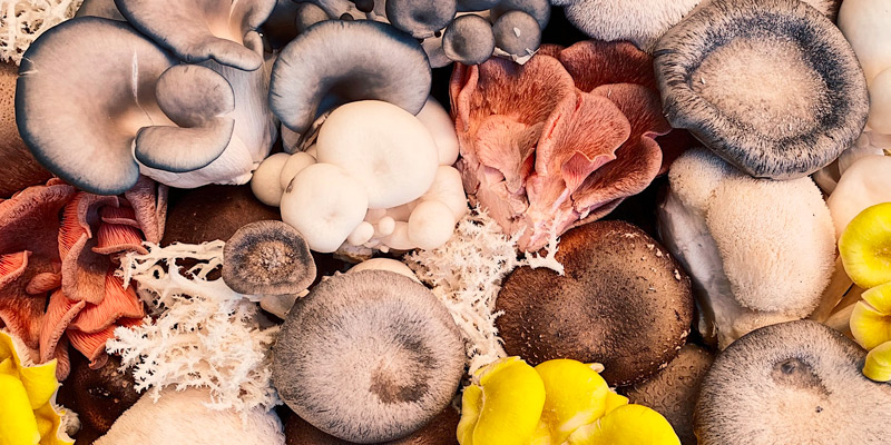 Stacking Mushrooms