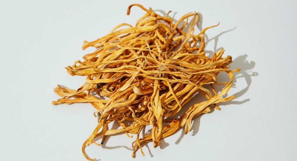 Cordyceps